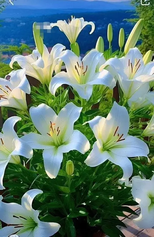 White Lilies In Full Bloom
