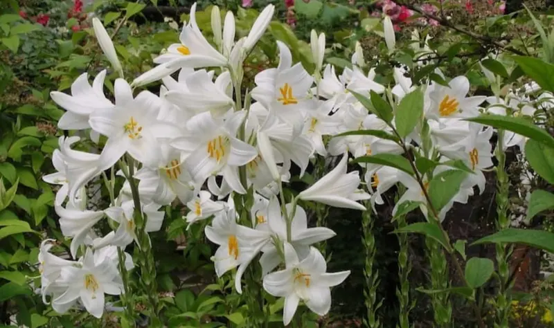 White Lilies In Garden