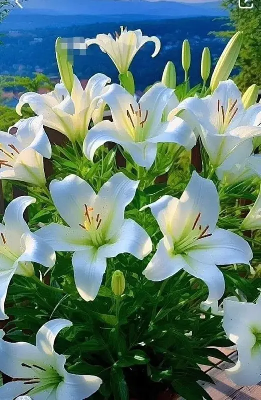 White Lilies In Garden