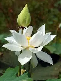 White Lotus Flower And Bud