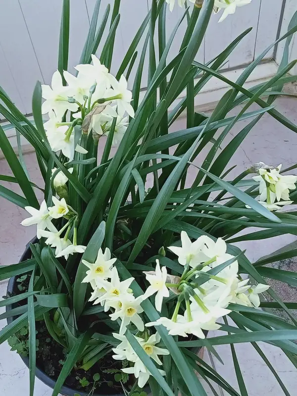 White Narcissus Flowers In Pot