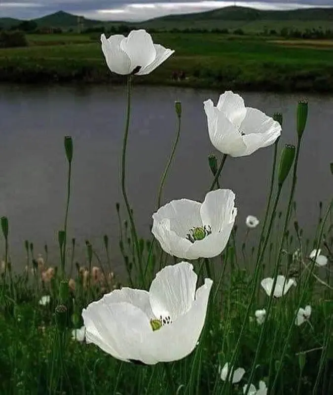 White Poppies By The Water