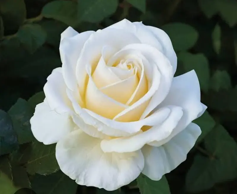White Rose With Yellow Undertones