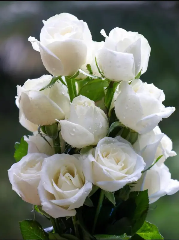 White Roses Bouquet With Droplets