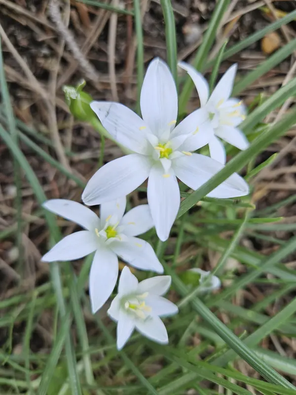 White Star-shaped Flowers
