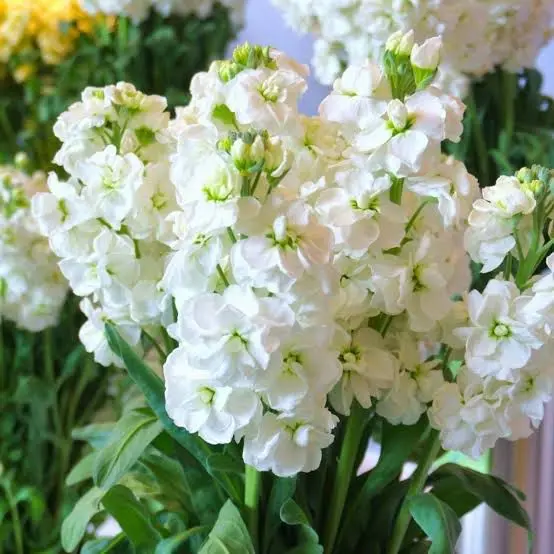 White Stock Flower Bouquet