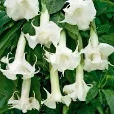 White Trumpet Flowers