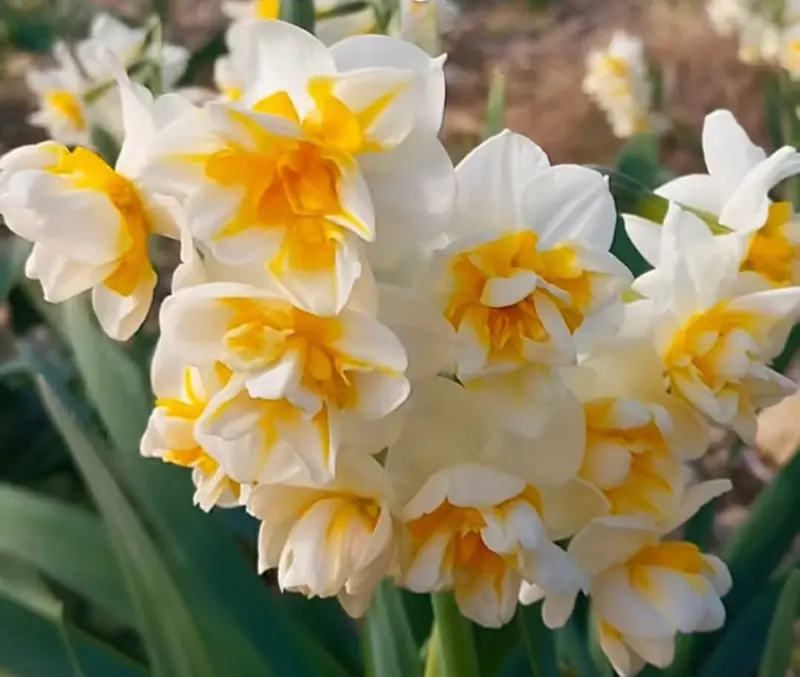 White Yellow Double Daffodil Cluster