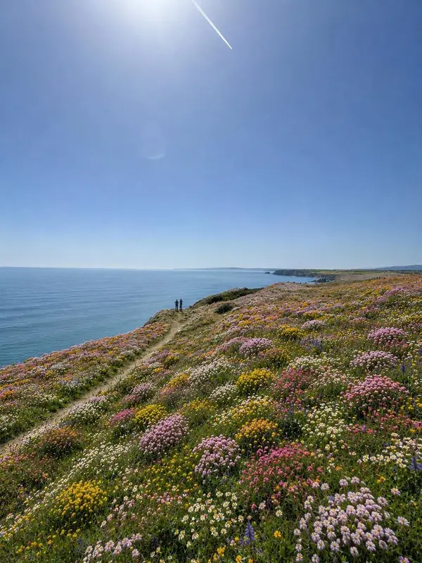 Wildflower Hillside Coastal View