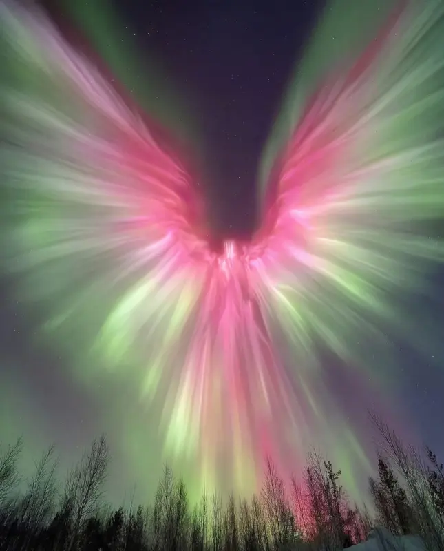 Winged Aurora Over Forest