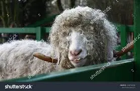 Wooly Sheep Resting On Wood