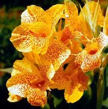 Yellow And Orange Speckled Flowers