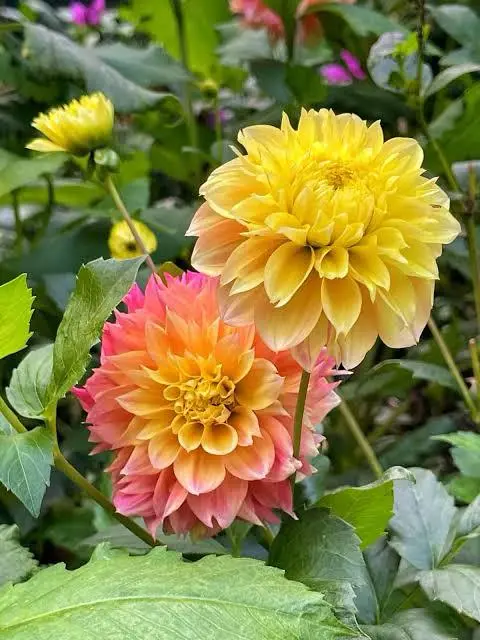 Yellow And Pink Dahlias