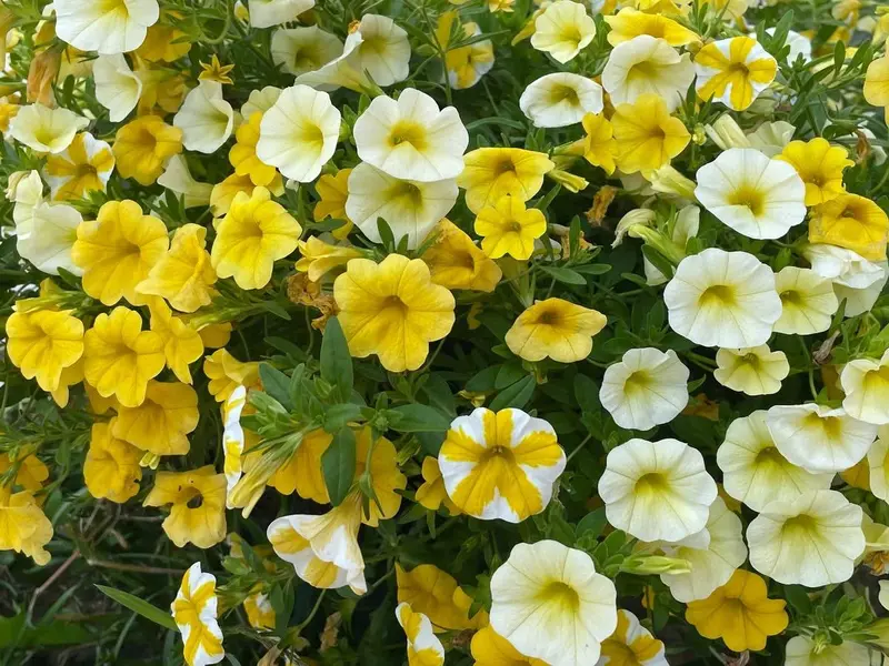 Yellow And White Petunias Blooming