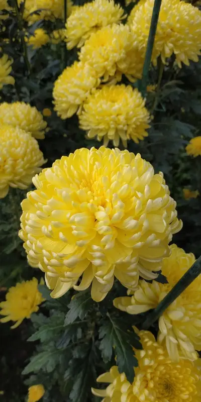 Yellow Chrysanthemum Flower Close-up