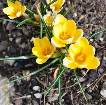 Yellow Crocus Blossoms In Garden