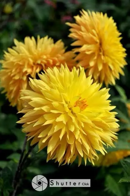 Yellow Dahlias In Bloom