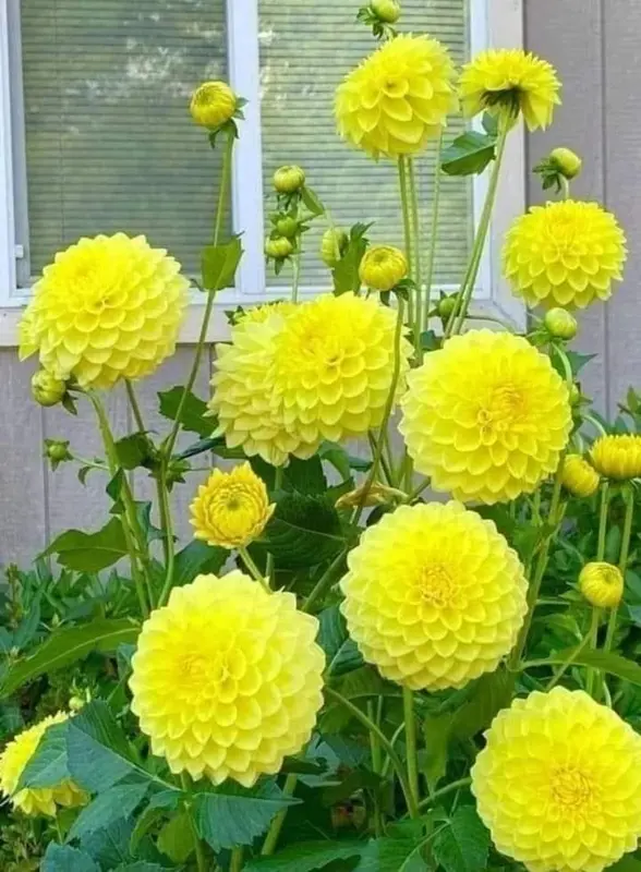 Yellow Dahlias In The Garden