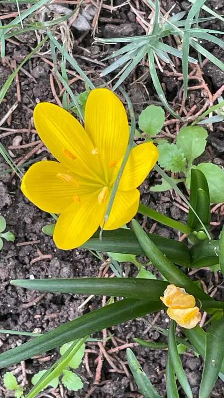 Yellow Flower In Garden