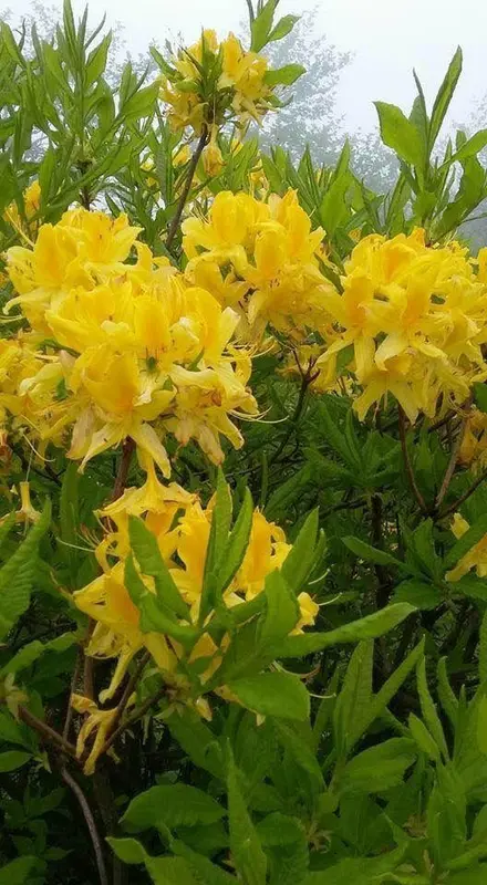 Yellow Flowers And Green Leaves