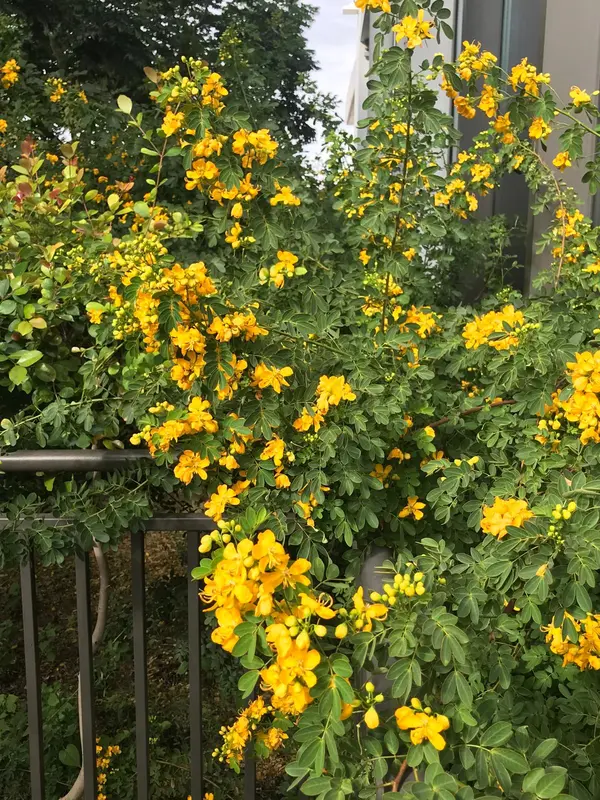 Yellow Flowers And Green Leaves