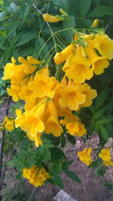 Yellow Flowers And Green Leaves