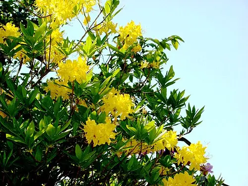 Yellow Flowers And Green Leaves