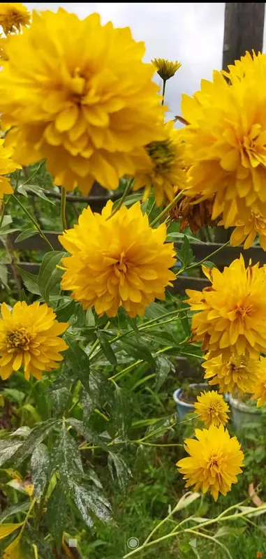 Yellow Flowers Blooming Outdoors