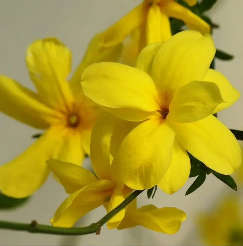 Yellow Flowers Close-up Shot