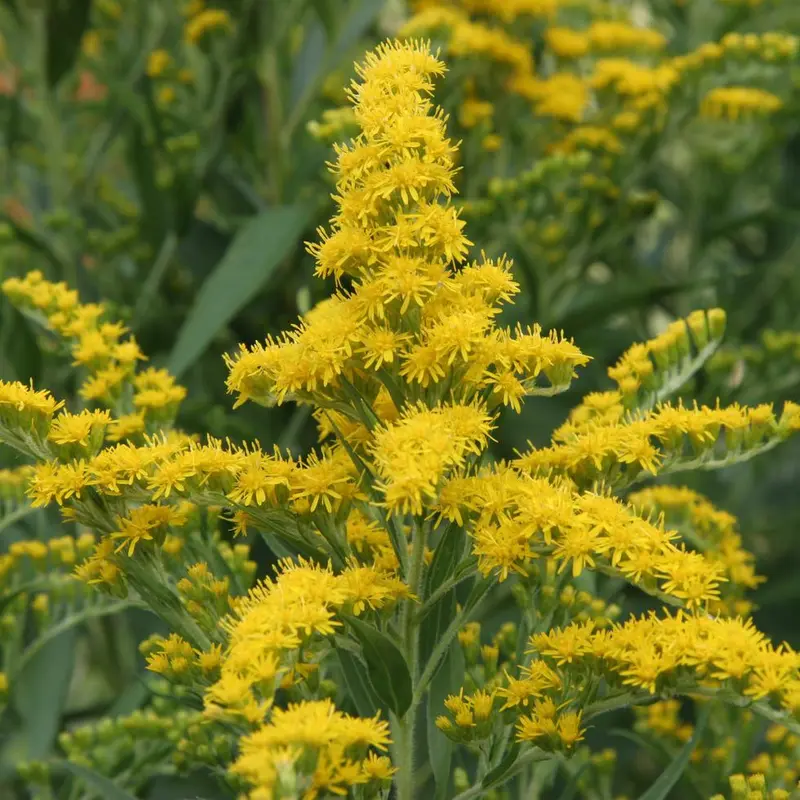 Yellow Flowers In A Field