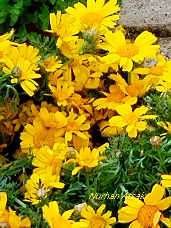 Yellow Flowers In A Garden