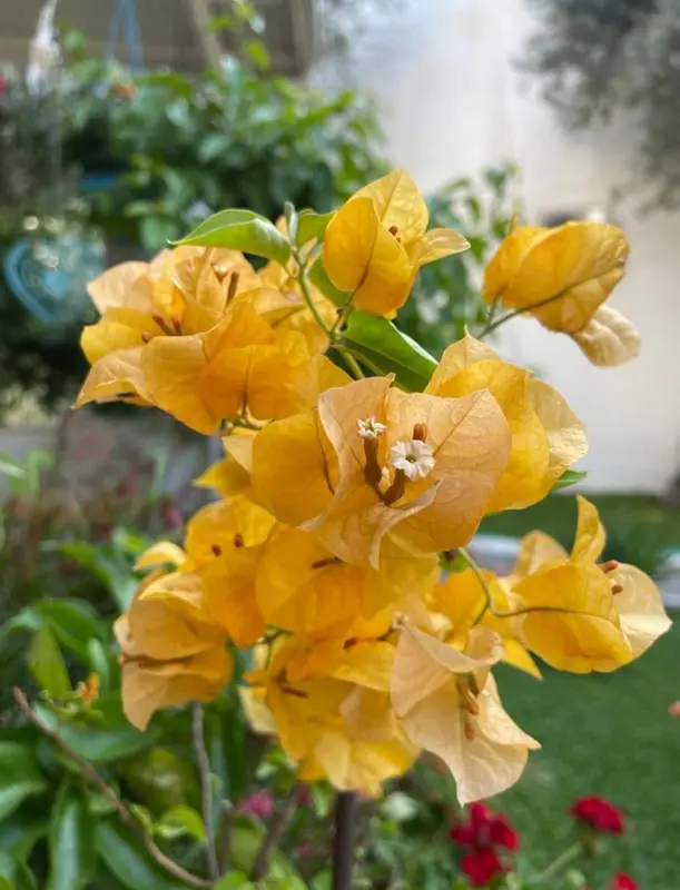 Yellow Flowers In Bloom