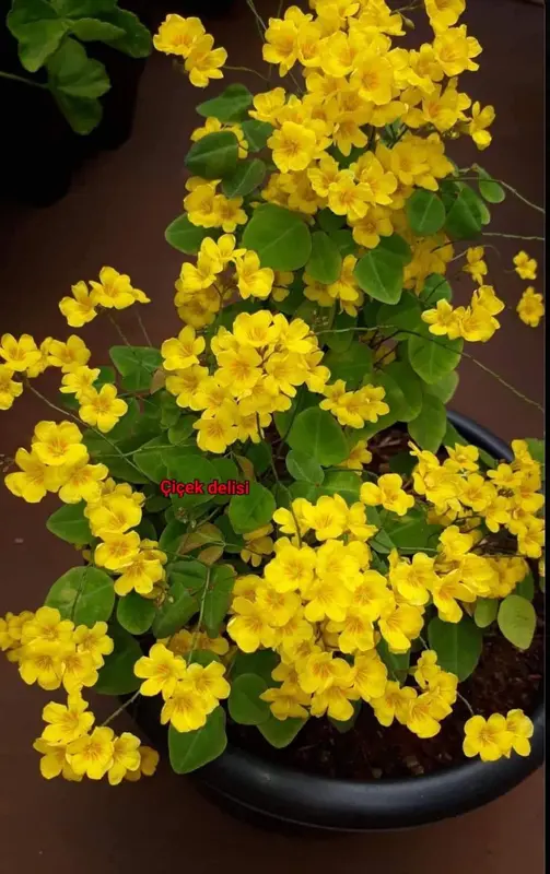 Yellow Flowers In Full Bloom