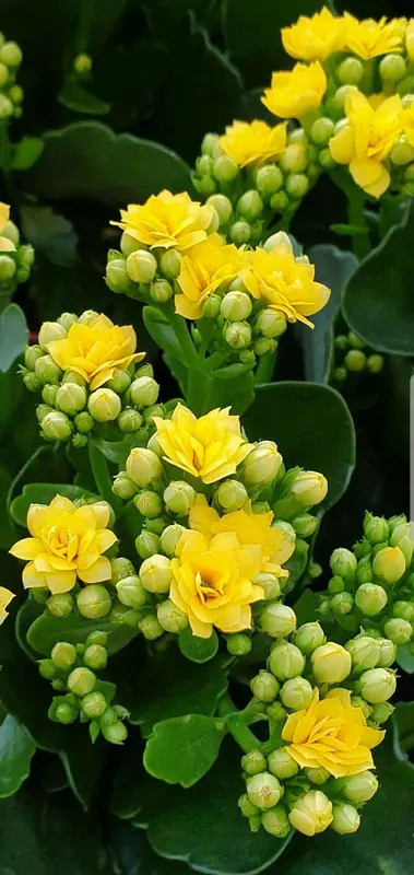 Yellow Flowers In Full Bloom