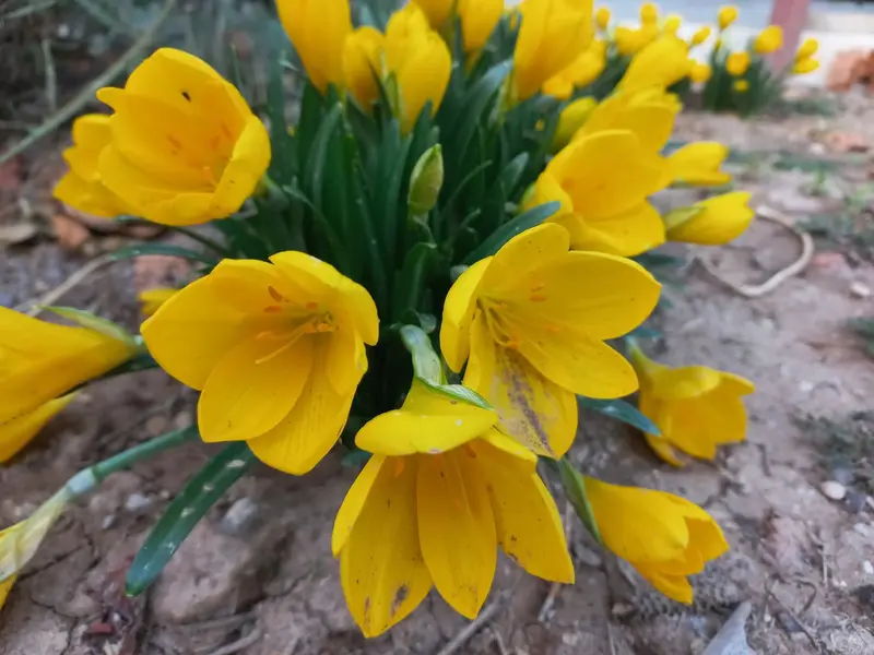 Yellow Flowers In Garden