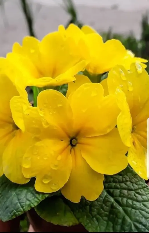 Yellow Flowers With Water Drops