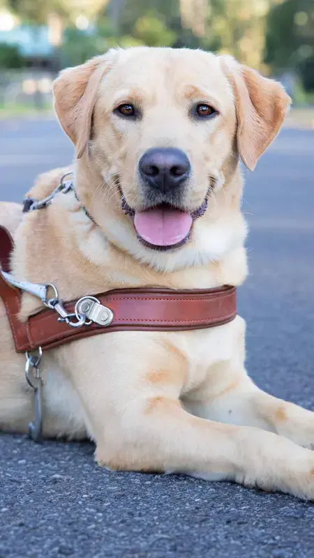 Yellow Labrador Wearing Harness