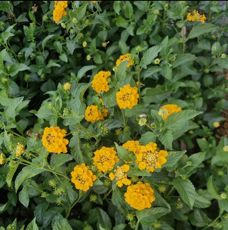 Yellow Lantana Flowers And Foliage