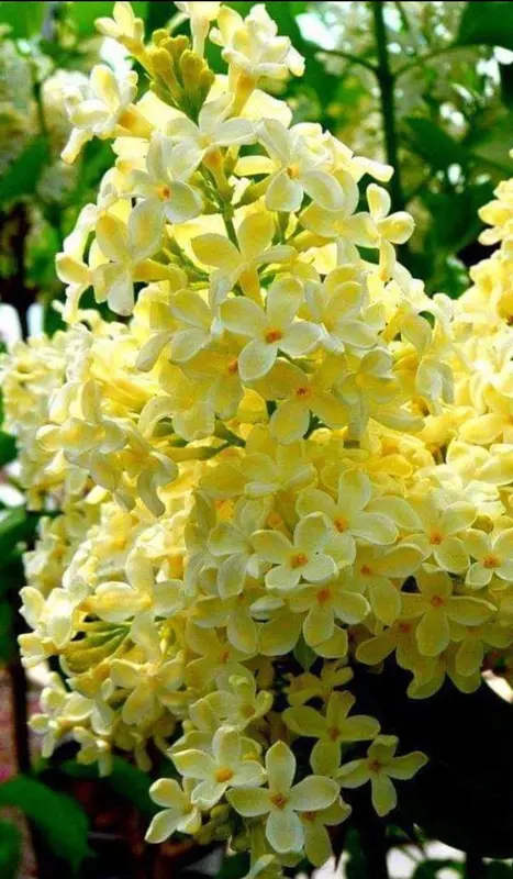 Yellow Lilac Flowers In Bloom