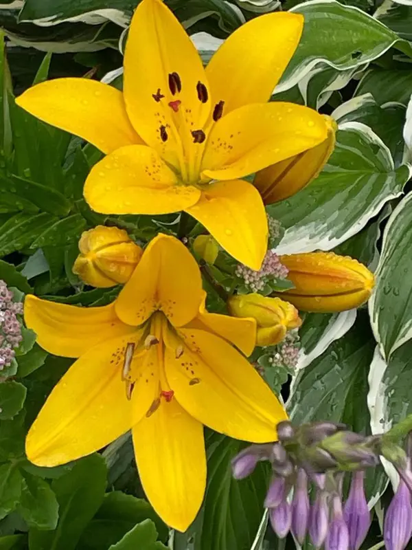 Yellow Lilies In Bloom