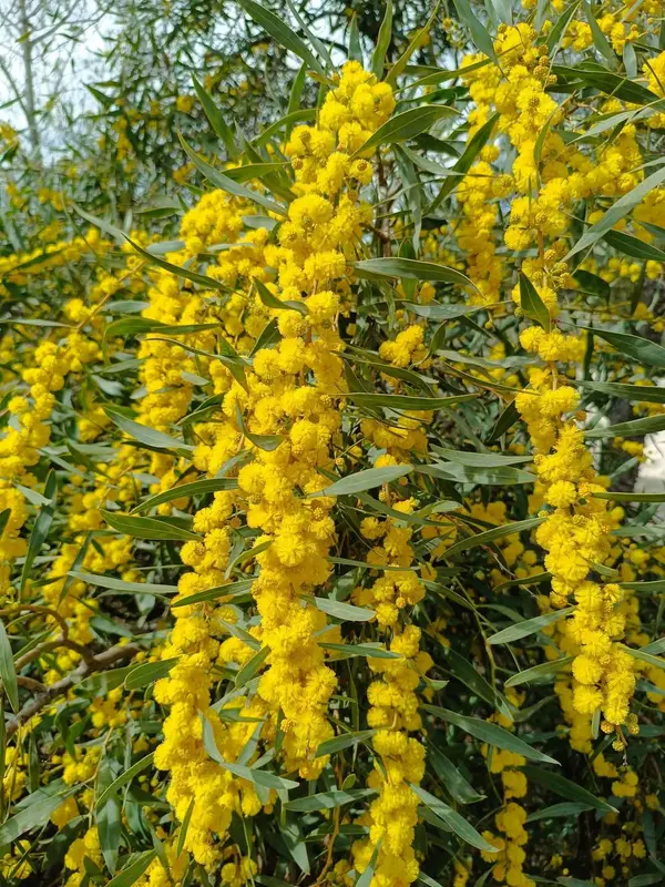 Yellow Mimosa Flowers Close-up