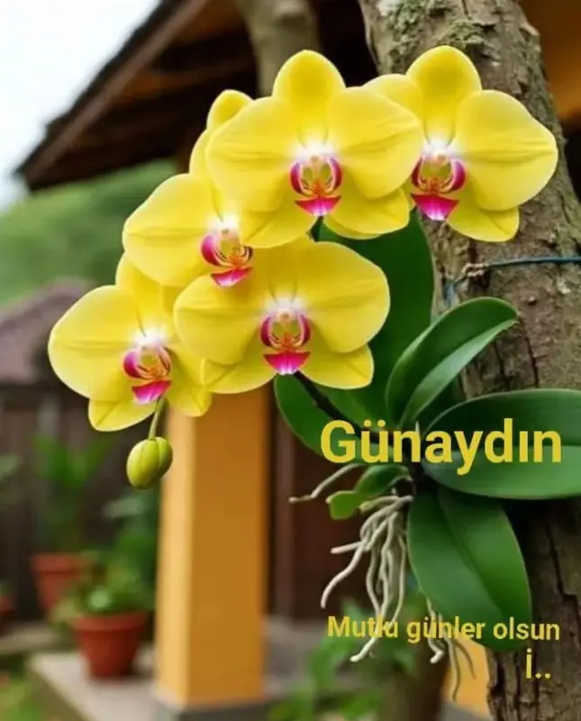 Yellow Orchids On Tree