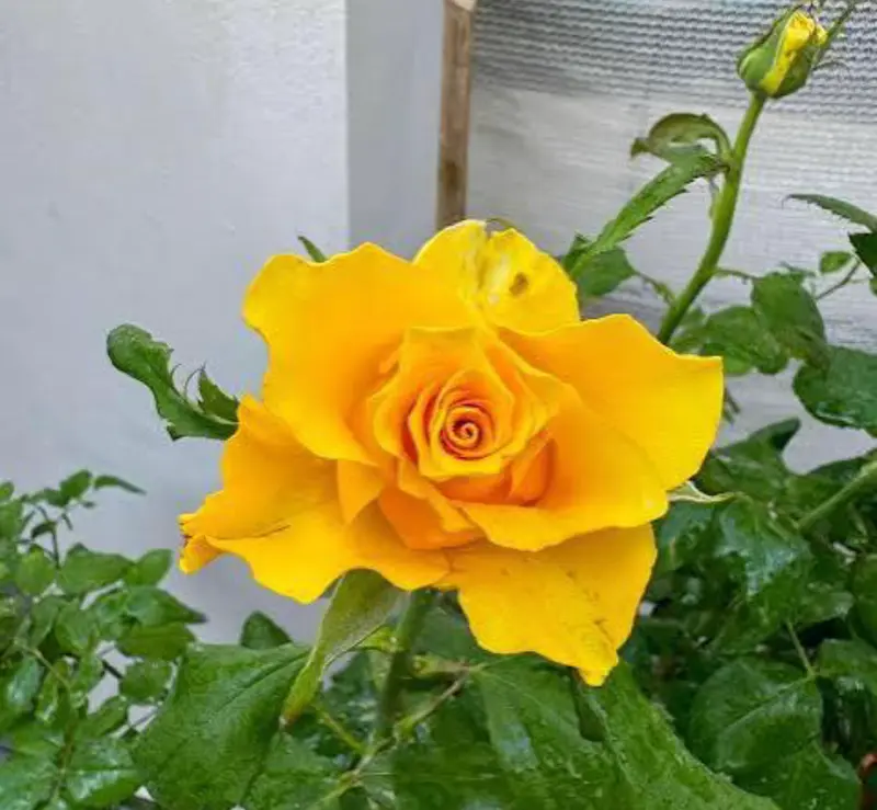 Yellow Rose In Bloom