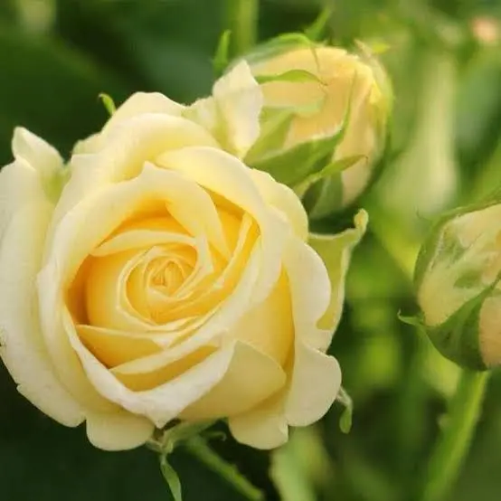 Yellow Rose In Bloom