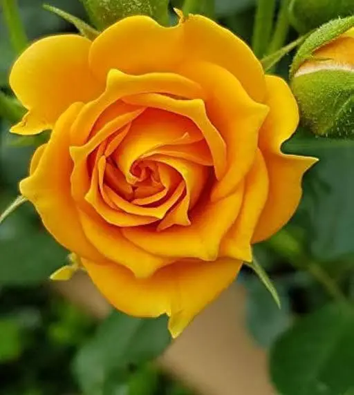 Yellow Rose In Full Bloom