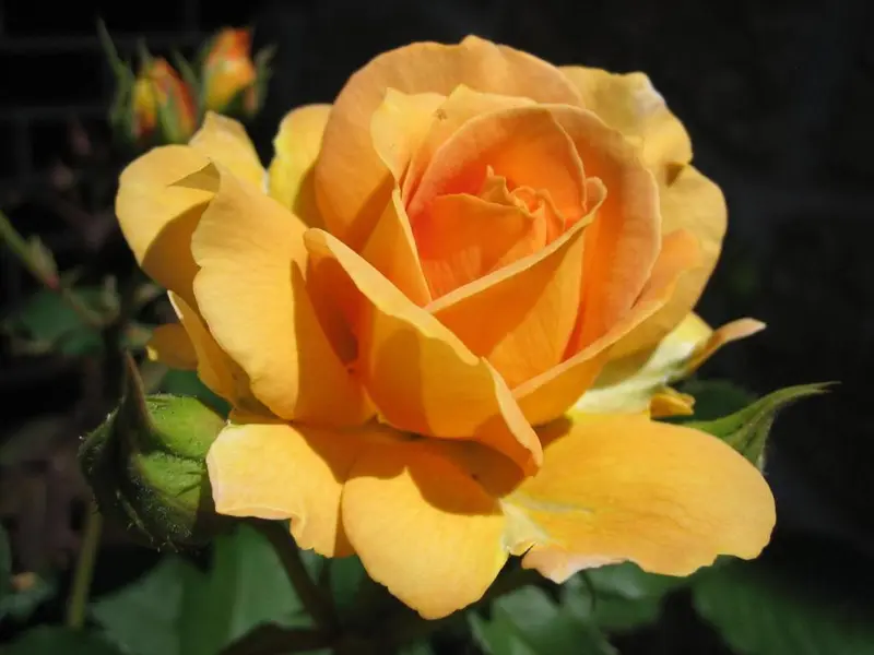 Yellow Rose In Sunlight