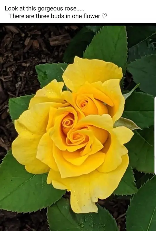 Yellow Rose With Multiple Buds