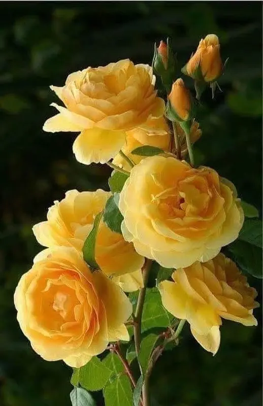 Yellow Roses Bouquet