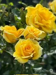 Yellow Roses Close-up Blooms