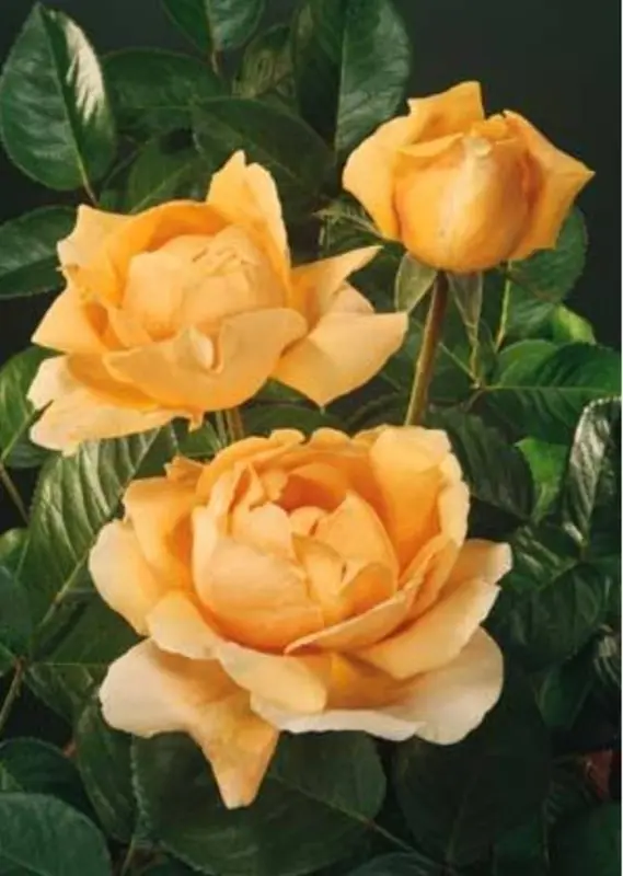 Yellow Roses With Leaves